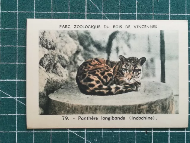 Vr278 chromo parc zoologique de Vincennes Zoo N°79 Panthère longibande Indochine