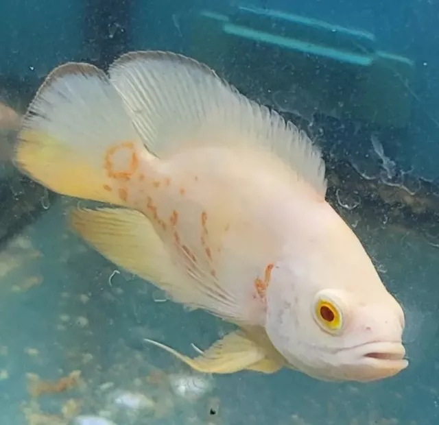 4" Plus Albino Tiger White Body & Ruby Oscar Imported from Asia top Breeder.