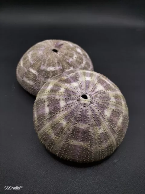 2 x giant 4+" alfonso sea urchins. Air plant collectable sea shell