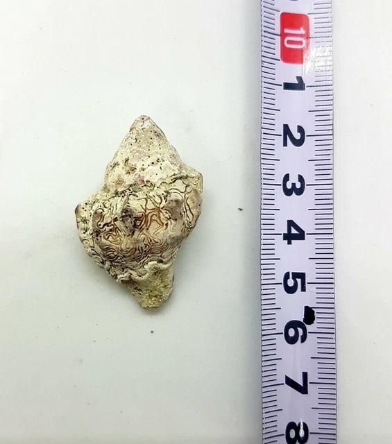 MEDITERRANEAN MUREX CALCIFIED Sea Shell, Albania. Muricidae Hexaplex