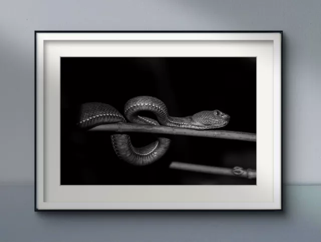 Poster opaco decoro parete vipera serpente stampa fotografica HD quadro A3 / A4