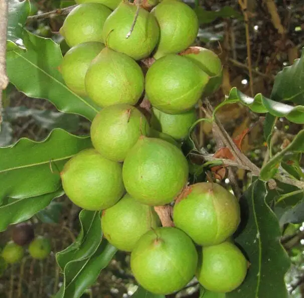 Macadamia integrifolia -  - noce di Macadamia - Queensland nut **