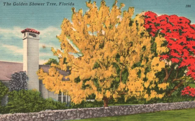 Vintage Postcard 1930's View of The Golden Shower Tree Florida FL