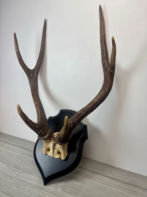 Paire de bois de cerf 12 cors de taille moyenne - Mues, cornes