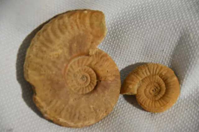 2 ammonites du callovien de Montreuil Bellay,, France