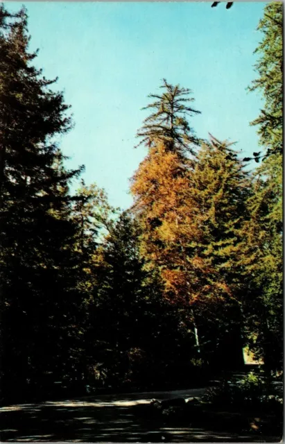 Big Sur California CA Pfeiffer Big Sur State Park Visitors Entrance Postcard
