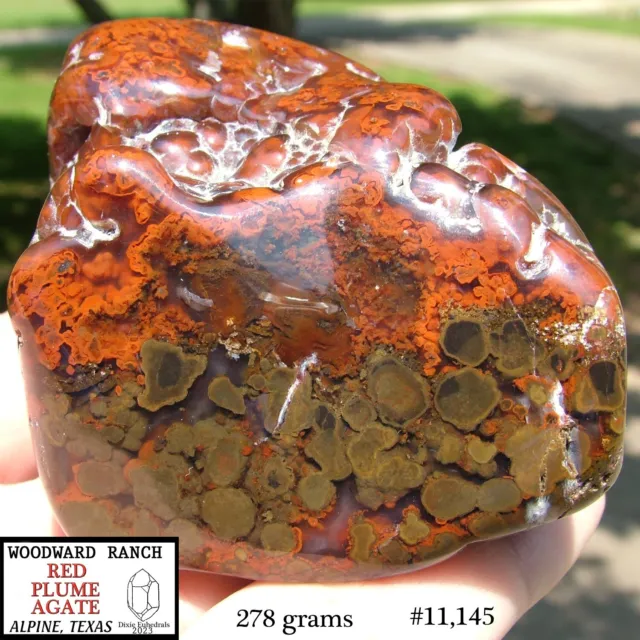 278 Grams WOODWARD RANCH RED PLUME AGATE POLISHED biscuit nodule lapidary rough