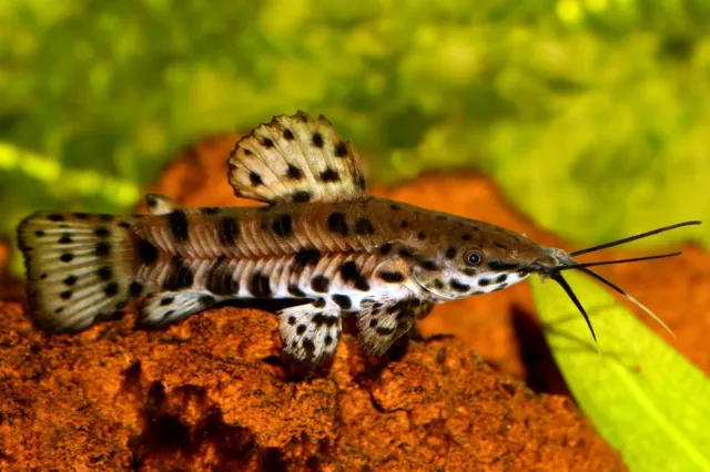 1 Live Spotted Hoplo Catfish Rare Freshwater Tropical Fish High Quality Grade A+