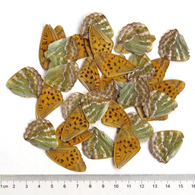 40 pcs REAL BUTTERFLY wing material ooak fairy / DIY artwork / jewelry #67B