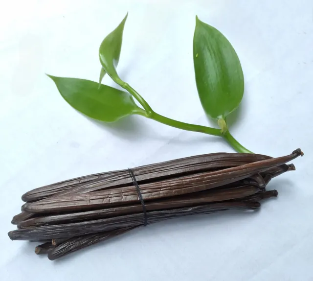 Organic Vanilla Beans Seasoned Pods Whole Extract Ceylon Vanilla Grade A