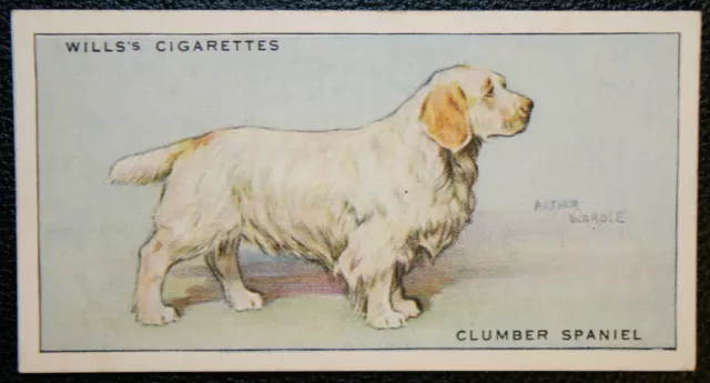 CLUMBER SPANIEL   Vintage 1937  Illustrated Card  QC28