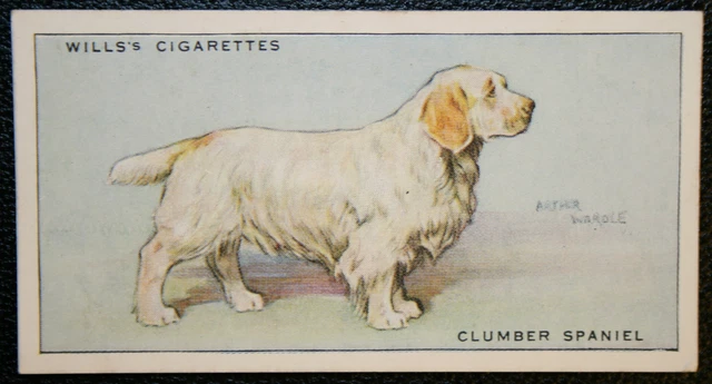 CLUMBER SPANIEL   Vintage 1937  Illustrated Card  BD01