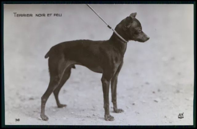 Dogs breeder Terrier Dobermann Pinscher breed original old 1920s photo postcard