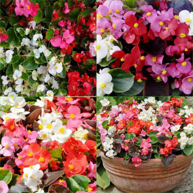 BEGONIA ORGANDY MIXED 215+ Seeds Grow FLOWERS Beautiful GARDEN