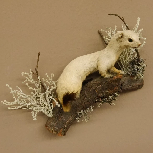 Armiño Abrigo de Invierno Preparado Longitud 24CM para Animales Taxidermy