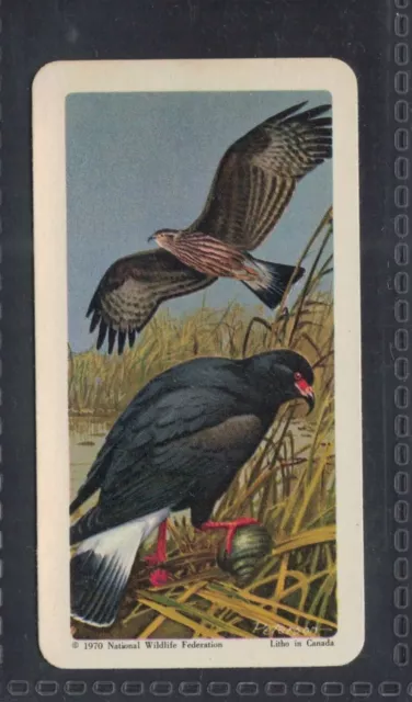 EVERGLADE KITE (SNAIL KITE) - 50 + year old Canadian Trade Card # 24