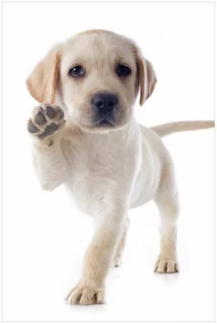 Wallario Premium Poster Plakat Süßer Labrador-Welpe sagt Hallo Pfote Tiere Hund