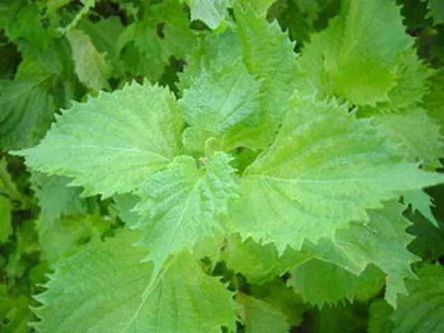 250 Graines de SHISO vert non traitées Perilla frutescens Perille for sushi maki