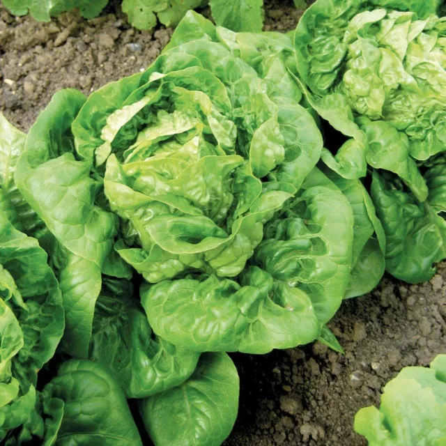 Lettuce 'Little Gem' Small Plug Plant x 6. Salad vegetable