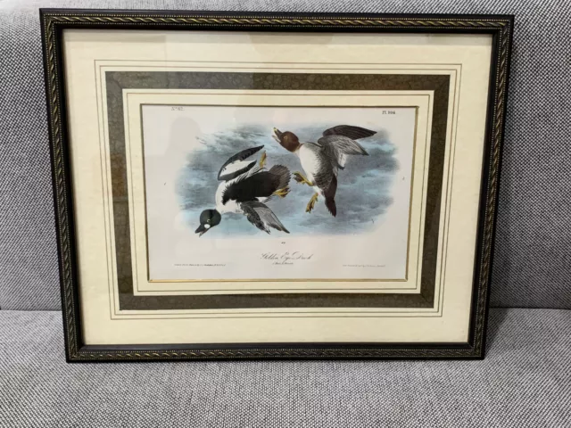 Antique 19th Century Audubon Birds of America Print Golden Eye Duck