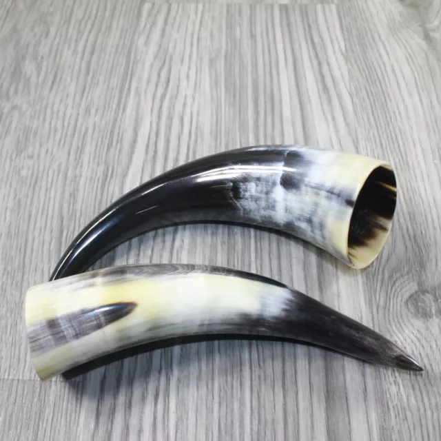 2 Small Polished Cow Horns #8243 Natural colored