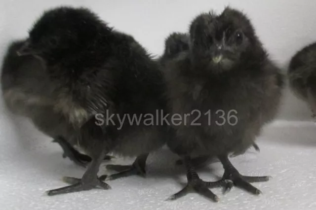 6+ Svart Hona (Swedish Black Hen) Fertile Hatching Eggs. WORLD'S RAREST CHICKEN!