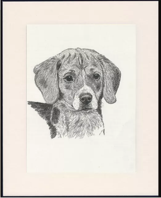 Beagle Old Dog Head Study Print 1935 By C.f. Wardle Mounted Ready To Frame
