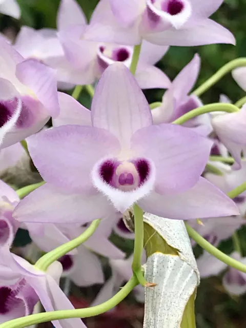 RON Dendrobium Orchid SPECIES FRAGRANT Flowering Size Den parishii coerulea 90mm