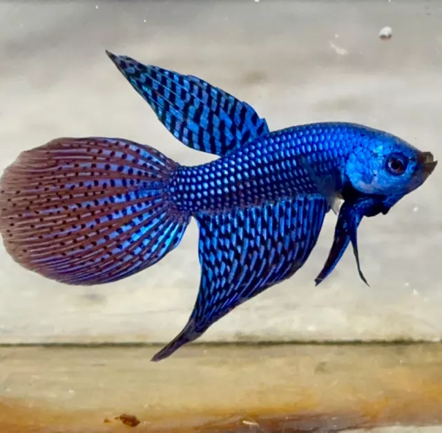 betta fish live wild alien blue  long tail Quality USA (💯x💯Real Picture)