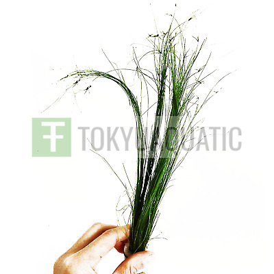 Giant Hairgrass Long Stems Eleocharis Vivipara Bundle Live Aquarium Plants Easy