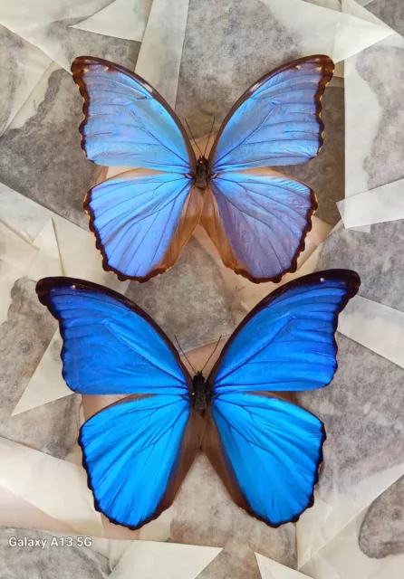 2 Morpho Godarti Asarpai & Morpho Didius A1 Unmounted Wings Closed