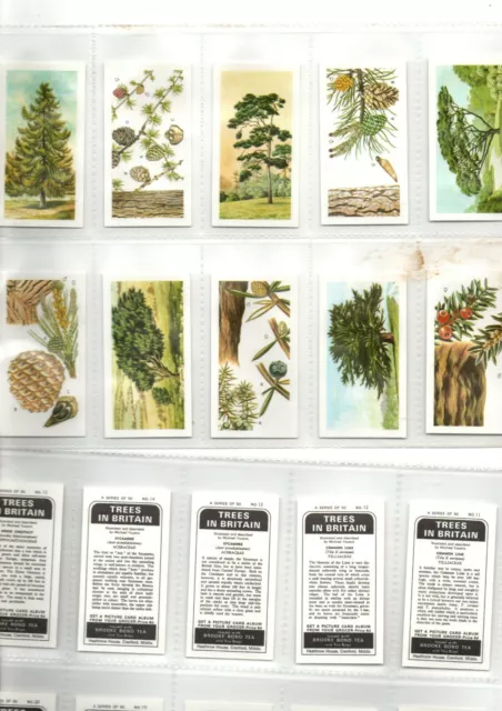 Brooke Bond-Black Back Reprint Full Set 50 Sleeved  Cards Trees In Britain Ex