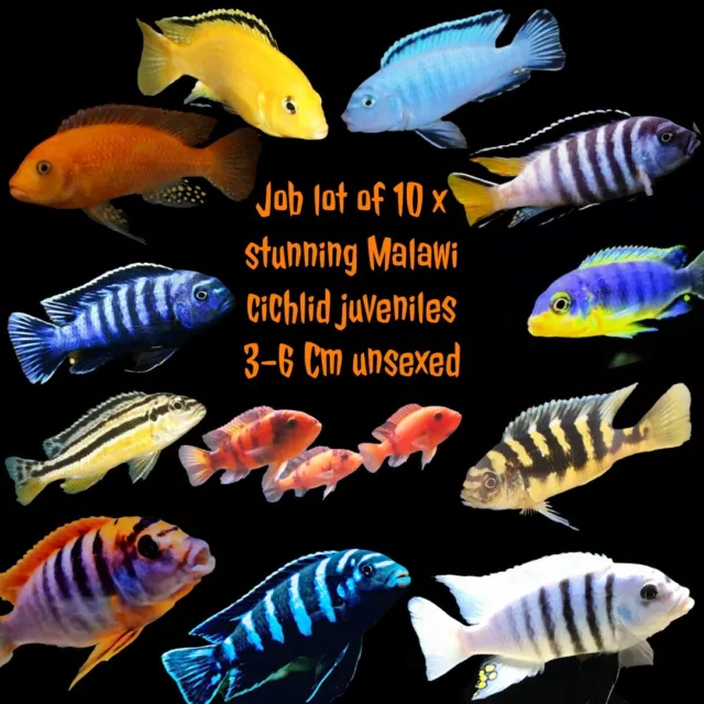 10 X Stunning Malawi Cichlids Juveniles Bright & Beautiful 3~6 Cm Special Offer