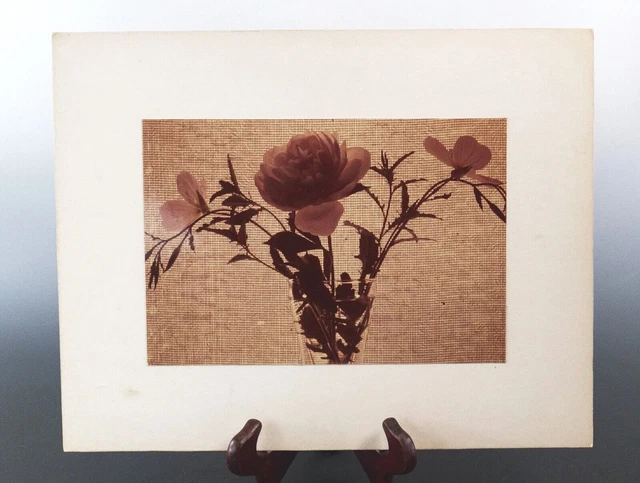 Still Life Flowers In A Vase Vintage Original Photograph Tennessee