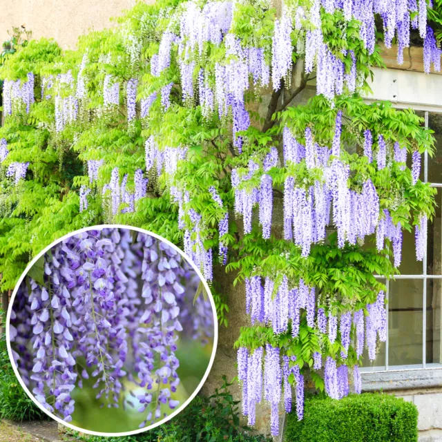 Wisteria sinensis | Blue Flowering Deciduous Hardy Climbing Garden Shrub Plant