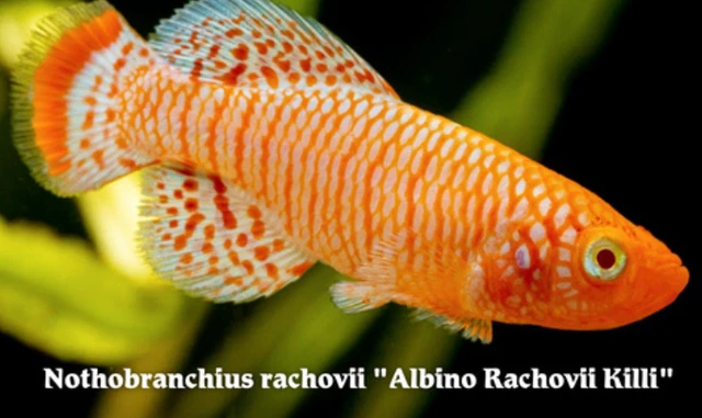 1 Breeding Pair Albino Rachovii Killifish Live Tropical Aquarium Fish Grade A+++