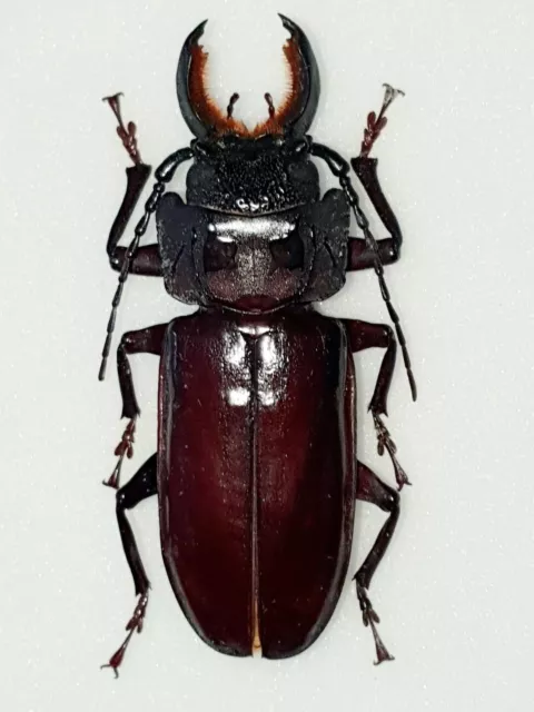 Stenodontes Sp Male Giant!!! Xxl 68Mm+ Cerambycidae Prioninae Ecuador Rare!!!