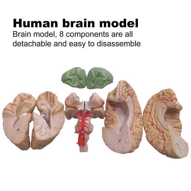 HUMAN BRAIN MODEL Safe Life-size Life-size Anatomy Teaching Tool ...