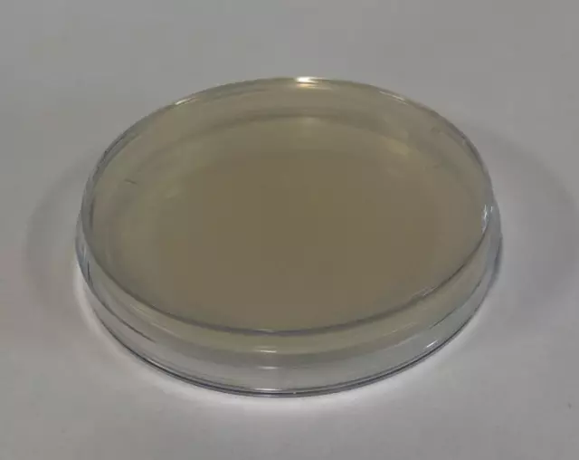 Pre-poured MEYA (Malt Extract Yeast Agar) Agar Petri Dish in 90mm Plate