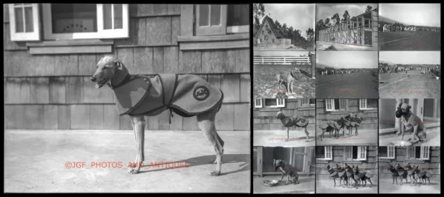 1928 WHIPPET RACING DOGS & TRAINING FACILITIES LOT OF LARGE FORMAT 4x5 NEGATIVES