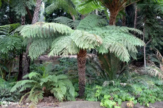 Rauher Baumfarn (Cyathea australis) 500 frische Sporen