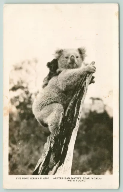 Armadale Victoria AU~RPPC Black Joey on the Back of Marsupial Koala "Bear"~1920