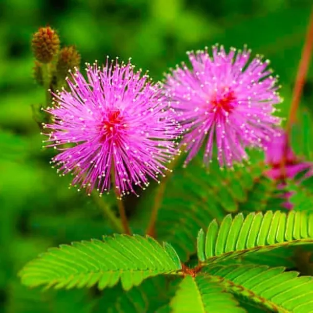 100 SENSITIVE( Mimosa pudica)TOUCH-ME-NOT HUMBLE PLANT SEEDS