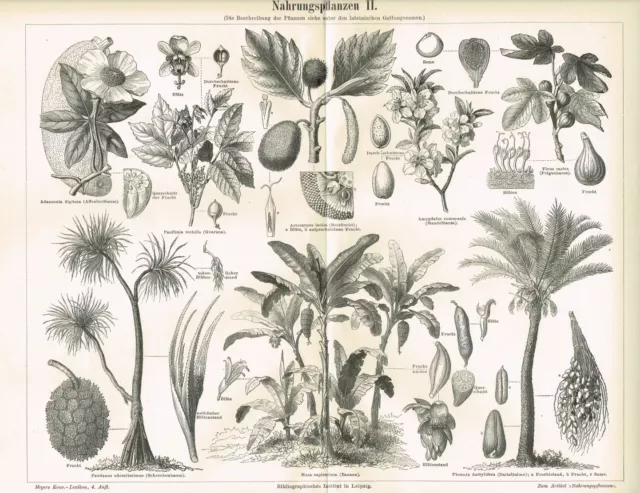 Tafel NAHRUNGSPFLANZEN / BANANE / DATTEL / BROTFRUCHT 1889 Original-Holzstich