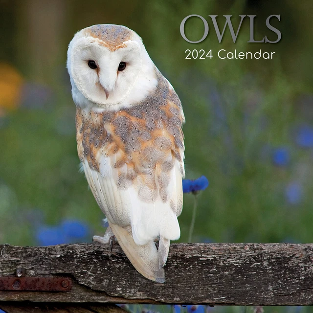OWLS 2024 SQUARE Wall Calendar Pets Animals 16 Months New Year