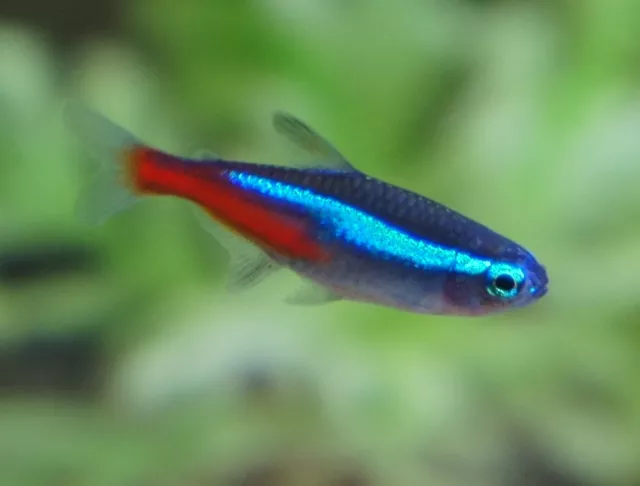 10 X Neon Tetra Tropical Fish 2Cm Great Size Paracheirodon Innesi Live