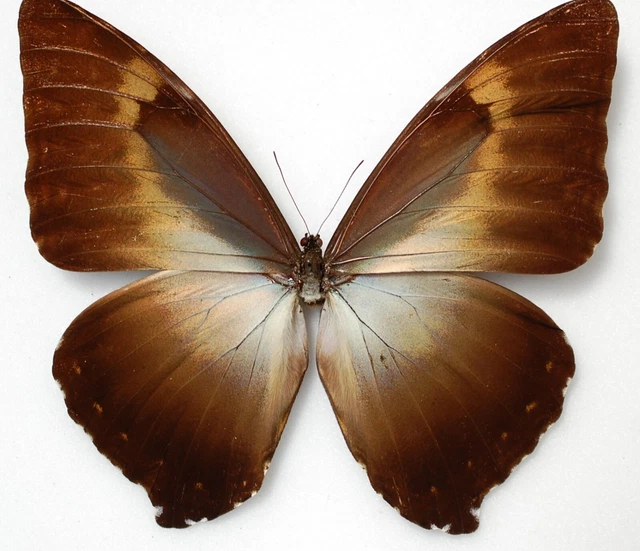 Male Morpho cisseis ssp hucuba!! from Rio Previsto Peru