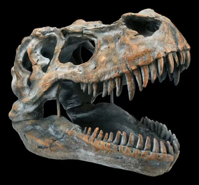 Calavera - Tiranosaurio Rex Medio - Fossil Dino T-Rex Esqueleto Decoración