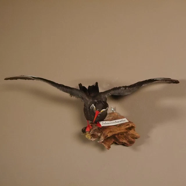Inkaseeschwalbe Golondrina Lago Preparado para Animales Altura 29CM 3