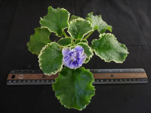 African Violet Plant "Cajun's Pandemic Blues"